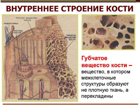 Состав губчатого вещества