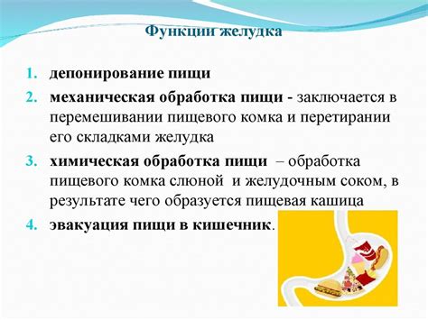 Состав желудочного сока: роль главного неорганического компонента