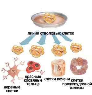 Состав жировых клеток