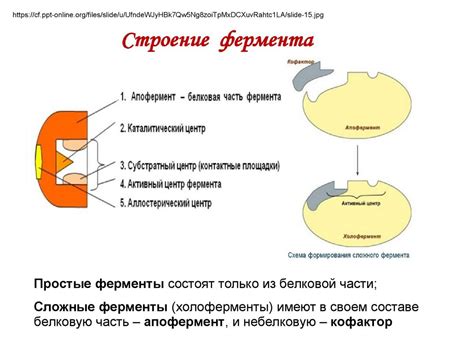 Состав и концентрация ферментов