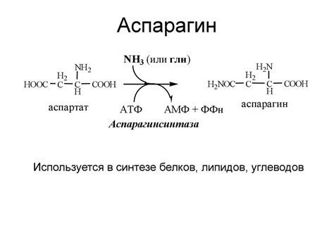 Состав и свойства аспарагина