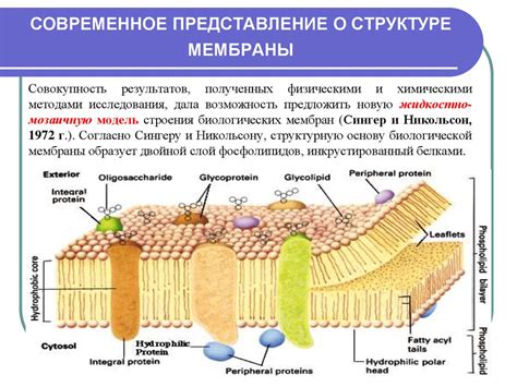 Состав и функции лизосомальной мембраны