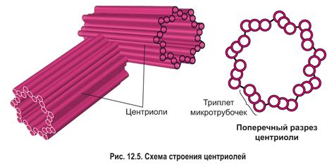 Состав клеточного центра в клетке