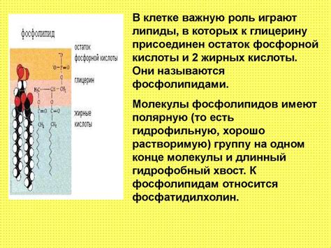 Состав липидов