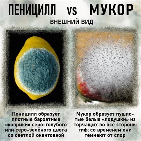 Состав пеницилла и мукора