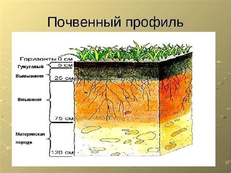 Состояние почвенного покрова и его фертильность