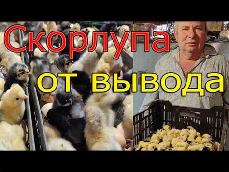 Состояние скорлупы