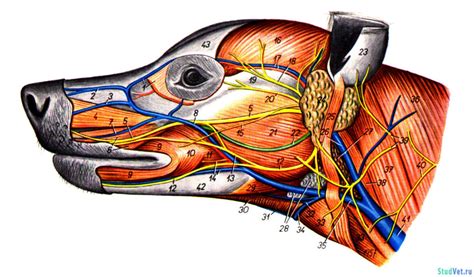 Сосуды собаки