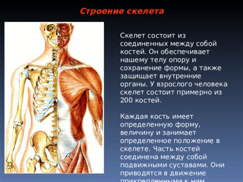 Сохранение и укрепление скелета