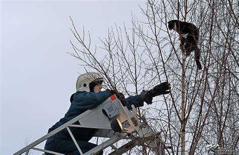 Спасение животных