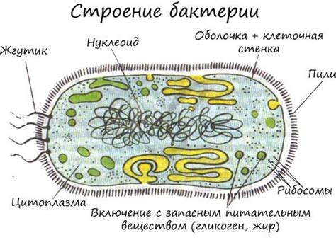 Специфика клеток бактерий