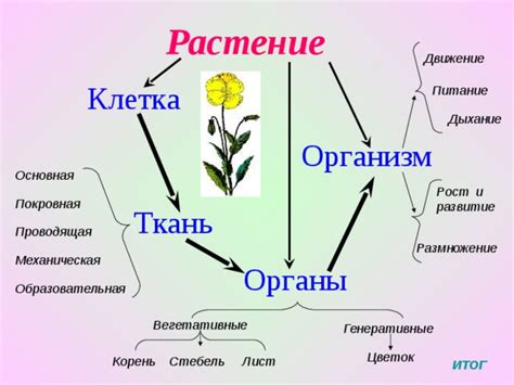 Способность к росту и размножению