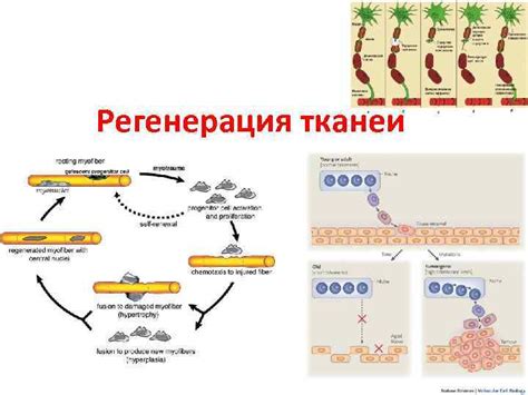 Способствование регенерации тканей