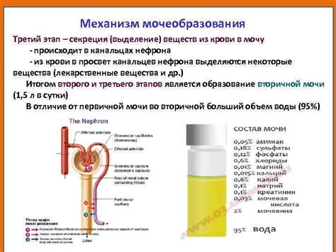 Способы выделения мочи