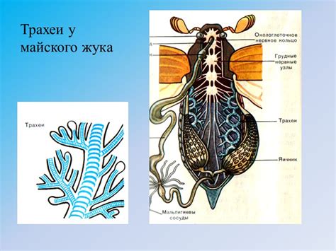 Способы дыхания у водных животных