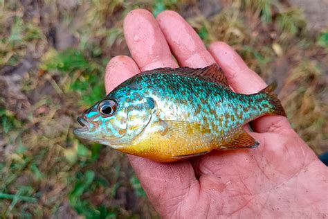 Способы ловли рыбы на водоемах Беларуси