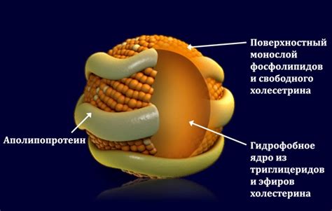 Способы поддержания оптимального уровня аполипопротеина у женщин