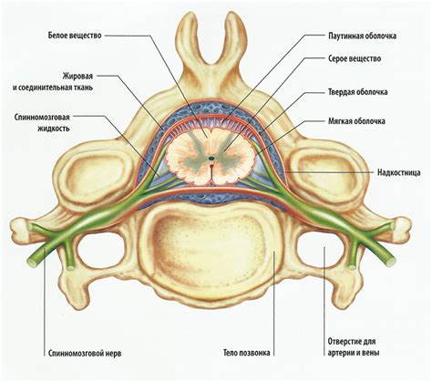 Способы укрепления и развития спинномозгового узла