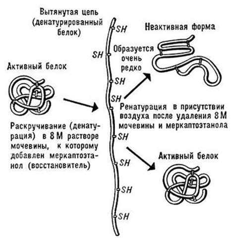 Сравнение нативной и денатурированной рибонуклеазы