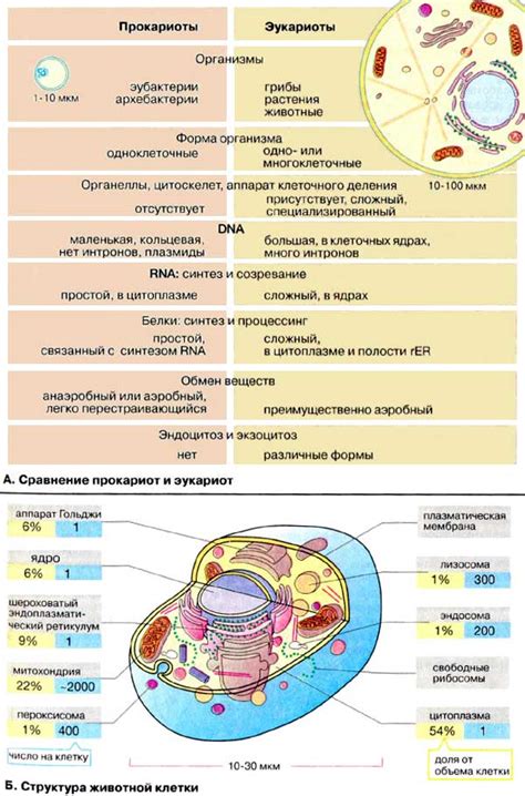 Сравнение структуры клеток