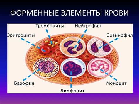 Средние клетки в крови