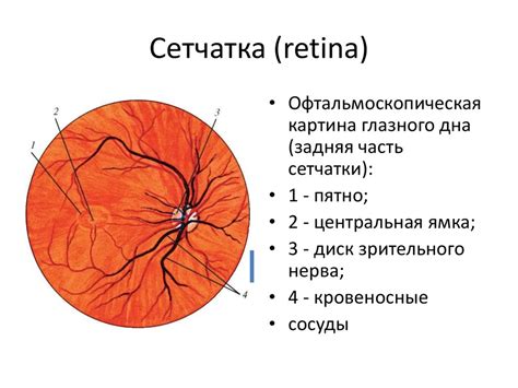 Средняя артерия сетчатки