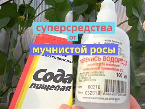 Средства от мучнистой росы