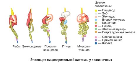 Срыгивание пищи у щенков: особенности