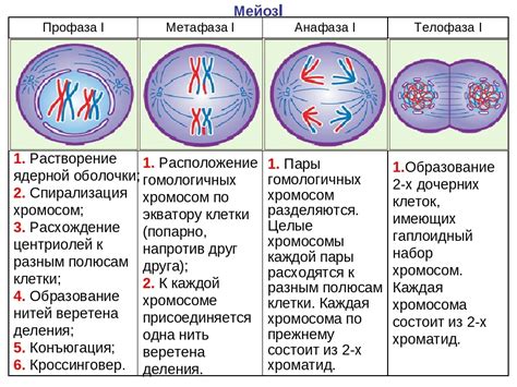 Стадия профазы в жизненном цикле клетки