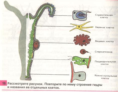 Стволовые клетки в регенерации гидры