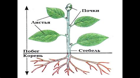 Стебель: основа опоры и транспорта веществ