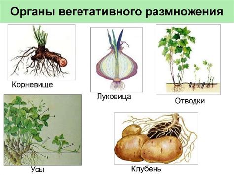 Стеблевое размножение: виды и примеры