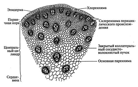 Стебли травы: строение и роль