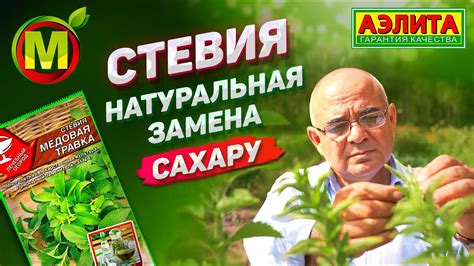 Стевия - натуральная замена сахару