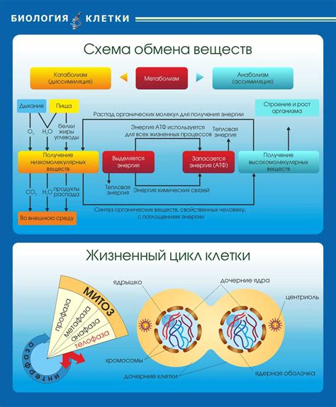 Стимулирование обмена веществ