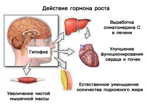 Стимуляция выработки гормона роста