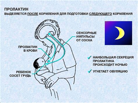 Стимуляция процесса лактации и естественного вскармливания