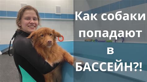 Стресс и тревожность собаки как возможная причина кружения вокруг себя