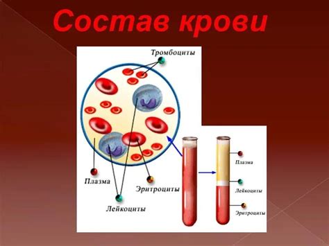 Строение и компоненты плазмы крови