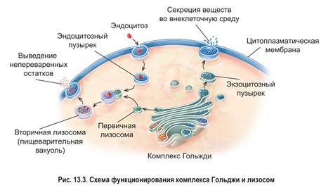 Строение и механизм формирования вторичных лизосом