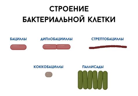 Строение и размеры бактерий