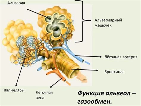 Строение и функции альвеол