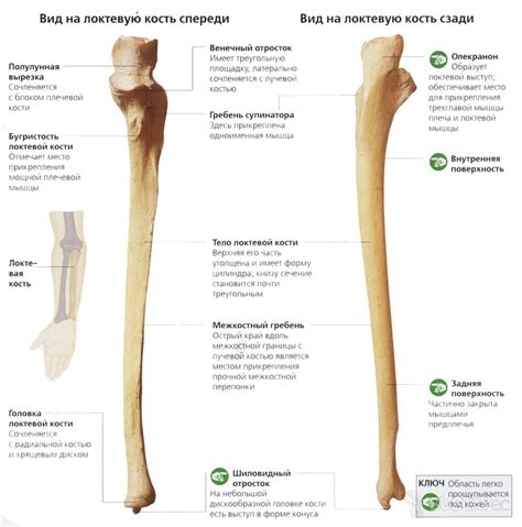 Строение и функции локтевой кости