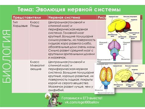 Строение и функции нервной системы у животных