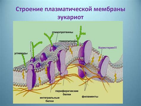 Строение и функции цитоплазматической мембраны