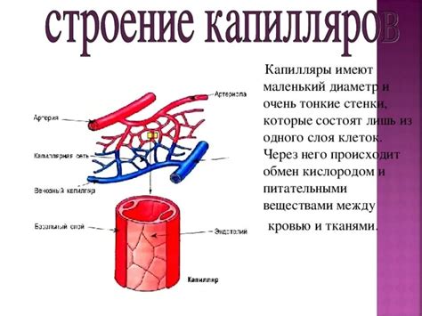 Строение капилляров и особенности их работы