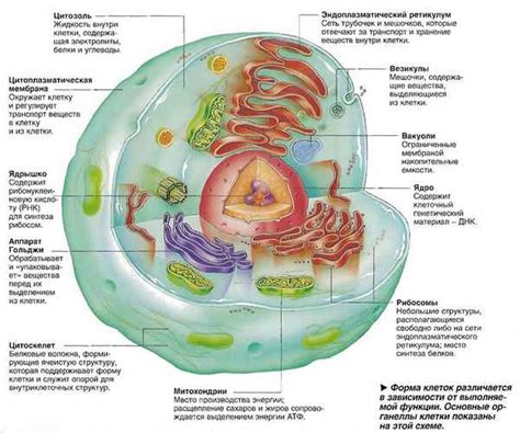 Строение клетки и ее функции