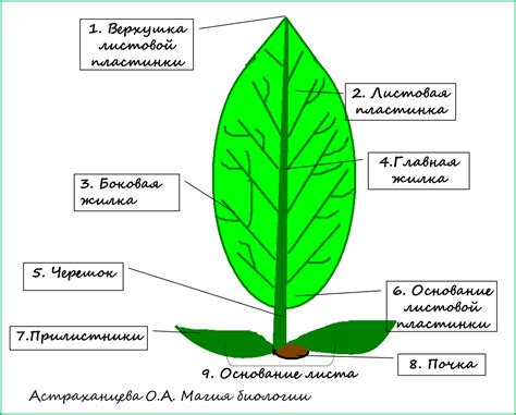 Строение листьев