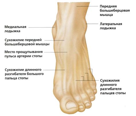 Строение лодыжки: кости и связки