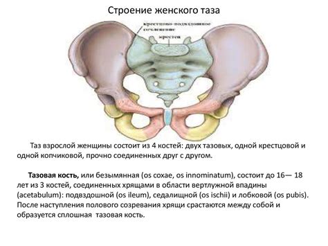 Строение малого таза у женщин